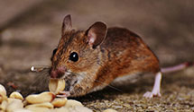 24 Hour & Emergency Exterminators in Twentynine Palms, CA